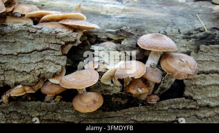 Honigpilze (Armillaria) wachsen auf einem verrottenden Baumstamm im Wald des Letchworth State Parks, USA Stockfoto