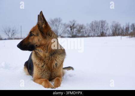 Deutscher Schäferhund, der im Schnee gegen den Himmel liegt. Hund führt die Befehle des Besitzers aus. Stockfoto