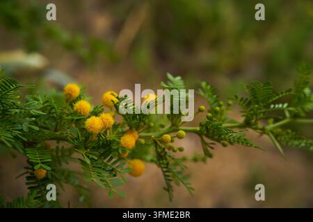 Zweig der Süßakazie, Vachellia farnesiana, mit runden gelben Blütenköpfen, Knospen und federartigen doppelt gefiederten Blättern auf einem Pfad in Anaga, Teneriffa Stockfoto