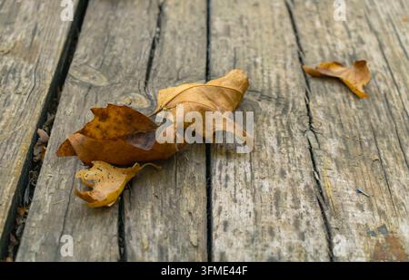 Nahaufnahme von trockenen braunen Herbstblättern, die auf rissigen verwitterten Holzplanken ruhen und einen rustikalen saisonalen Hintergrund mit sichtbarer Maserung und natürlicher Textur bilden Stockfoto