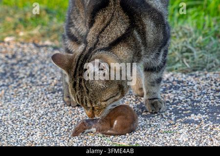 Hauskatze / Hauskatze spielt mit erlegter Zwergwiesel-Beute / kleines Wiesel / gemeines Wiesel (Mustela nivalis) gefangen auf dem Feld Stockfoto