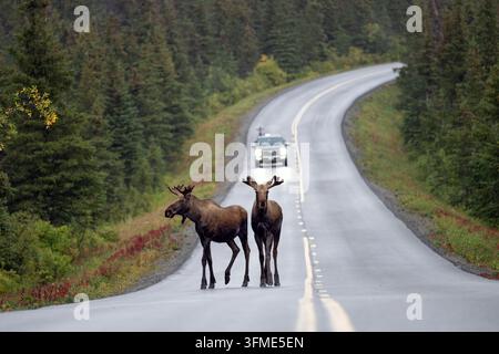 Elch (Alces alces) auf der Straße, Denali Nationalpark, Alaska Stockfoto