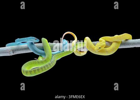 Drei Farbvarianten der Sunda-Inselnatter (Trimeresurus insularis) auf einem Ast Stockfoto