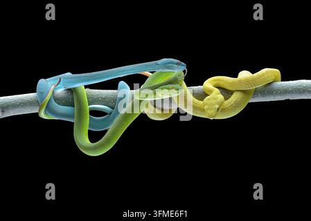 Drei Farbvarianten der Sunda-Inselnatter (Trimeresurus insularis) auf einem Ast Stockfoto