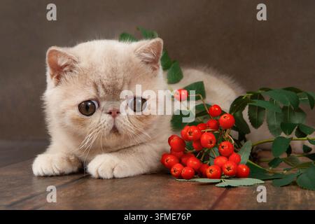 Wunderschönes exotisches Kurzhaarkätzchen liegt auf dem braunen Hintergrund des Studios. Kätzchen spielt mit Ruderbärchen. Farbe Creme Stockfoto