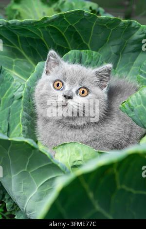 Ein britisches Gray-Shorthair-Kätzchen sitzt in einer Kohlkappe. Das Konzept eines Erntefestes und ein lustiges Foto Stockfoto