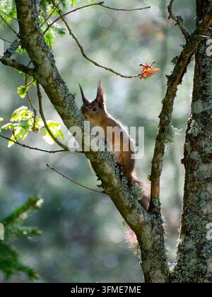 Ein Eichhörnchen in rot im Baum mit Blickkontakt Stockfoto