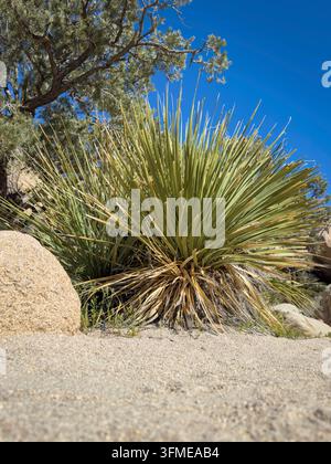 Niedrigwinkelaufnahme der Parry?s Nolina (Nolina parryi) im Joshua-Tree-Nationalpark, Kalifornien, USA vor blauem Himmel Stockfoto