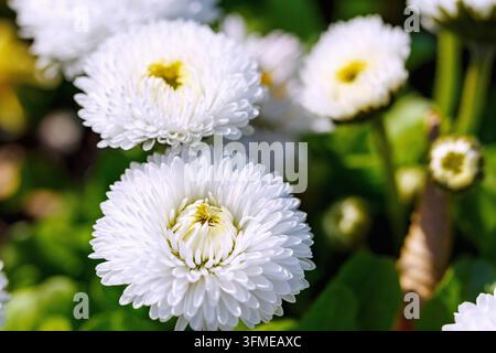 Blühende Gänseblümchen gefüllt, Bellis perennis Bellissima weiß, weiß Stockfoto