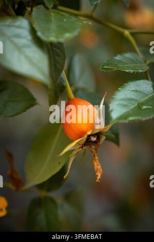 Eine orange Hagebutte mit einem getrockneten Blütenblatt, umgeben von grünen Blättern Stockfoto