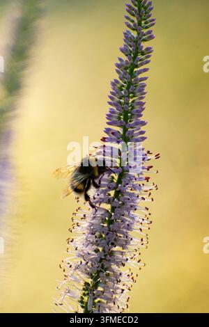 Bumblebee, der am frühen Morgen Nektar auf einer rosa Blume sammelt Stockfoto