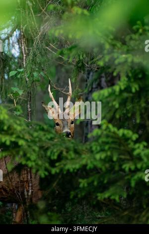 Junger Hirsch versteckt im Nadelwald Stockfoto