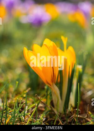 Eine Nahaufnahme einer gelben Narzisse im Sonnenschein Stockfoto
