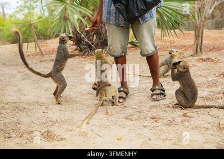 Brauner Lemur (Eulemur fulvus) mit orangefarbenen Augen. Gefährdete endemische Tierart auf Baumstamm im natürlichen Lebensraum, Reservat Kimony, Madagaskar. Lemuren Schwarm Stockfoto