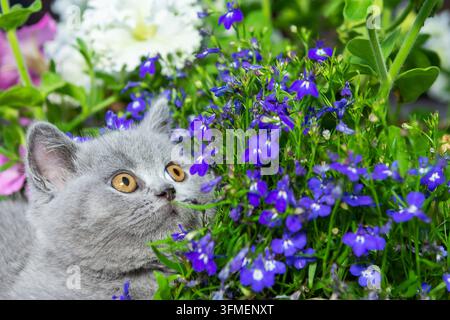 Britisches grau-kurzhaariges Kätzchen sitzt auf einem Stein im Gras, Nahaufnahme, vor einem Hintergrund aus rosa Petunien Stockfoto
