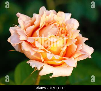 Eine weiche Pfirsichrose in voller Blüte wird im Nahaufnahme fotografiert, mit geschichteten Blütenblättern, die im warmen Sonnenlicht gegen einen verschwommenen grünen Gartenhintergrund leuchten Stockfoto