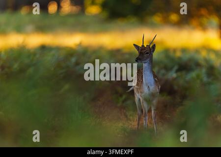 Ein junger Sumpfhirsch-Hengst (Dama dama) steht in offener Waldvegetation und zeigt schlanke Geweih und ein gesprenkeltes Fell im warmen Abendlicht. Stockfoto
