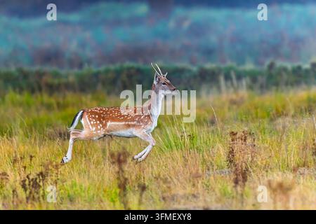 Ein Damwild-Hirsch (Dama dama) springt im Profil durch hohes Wiesengras und zeigt geflecktes Fell und schlanke Geweih während eines schnellen Laufes. Stockfoto
