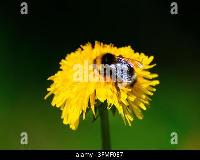 Eine Hummel auf einer Löwenzahnblüte Stockfoto