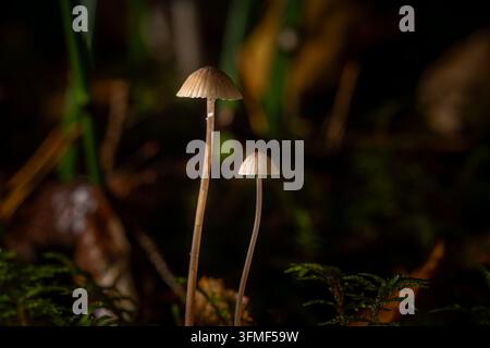 Zwei zarte Waldpilze, die zusammen auf einem dunklen Waldboden wachsen Stockfoto