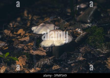 Zwei blasse Wildpilze, die zwischen nassen Herbstblättern auf einem dunklen Waldboden wachsen Stockfoto