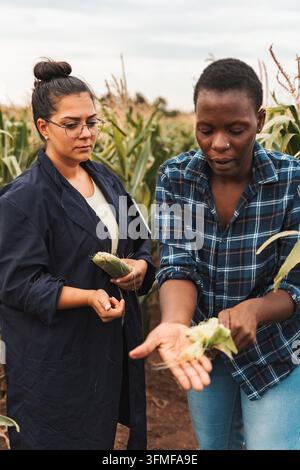 Agronomist und Landwirt, der Maisernte auf dem Feld analysiert Stockfoto