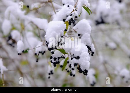 Schneebedeckte Äste mit dunklen Beeren in einer Winterlandschaft Stockfoto