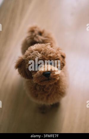 Süßer flauschiger roter Toy-Pudel-Welpe sitzt drinnen auf Holzboden und schaut neugierig zur Kamera auf. Stockfoto