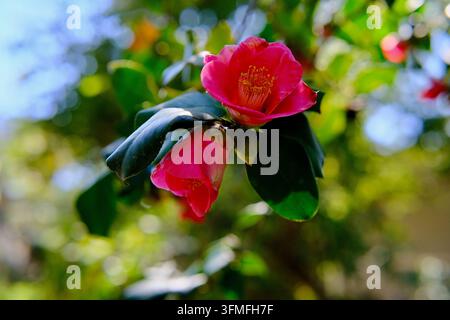Lebendige rosa Kamelienblüten blühen auf einem üppigen grünen Strauch im Garten Stockfoto