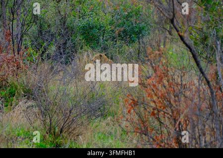 Leopard getarnt in hohem Gras und Busch im Kruger-Nationalpark Afrika Stockfoto