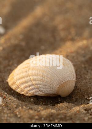 Eine Nahaufnahme-Makro eines blassen Meeresgerüsts, das auf strukturiertem Sand ruht, in warmem goldenem Licht gebadet. Erweckt ruhige, sommerliche Strandgedanken und natürliche Muster w Stockfoto