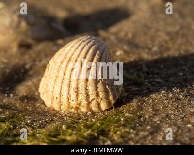 Makrofotografie einer einzelnen sandigen Meeresmuschel, die auf Strandsand zwischen grünem Seetang ruht, beleuchtet von warmem, tief stehendem Sonnenlicht, das Texturen, Körner und n Stockfoto