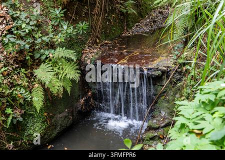 Kleiner Wasserfall stürzt über moosbedeckte Felsen in ein schattiges Becken, umgeben von üppigen Farnen, Gräsern und dichtem grünen Laub in Shanklin Chine Stockfoto
