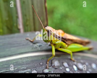 Ein lebhaft grüner und brauner Grashüpfer sitzt auf einem nassen Blatt, das mit frischen Regentropfen bedeckt ist, und zeigt die winzigen Details der Natur nach einem Morgenregen Stockfoto