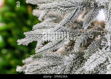 Winterfrost auf Kiefernzweigen Nahaufnahme, kunstvolle Frostdetails, dicht gepackte Kiefernnadeln, eisige Erscheinung, verschwommener natürlicher Hintergrund, friedliche Wintera Stockfoto