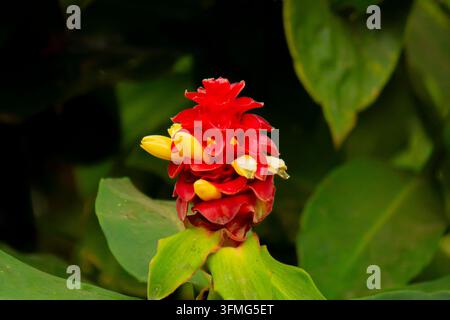 Rote spiralförmige Ingwerblüte von Costus barbatus mit gelben Knospen, die in grünem Blattwerk blüht Stockfoto