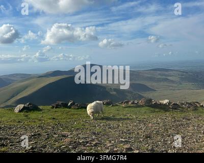 Ein Schaf, das auf einem felsigen Hügel grast, mit sanften Hügeln in der Ferne unter einem blauen Himmel mit vereinzelten Wolken Snowdon Wales Stockfoto