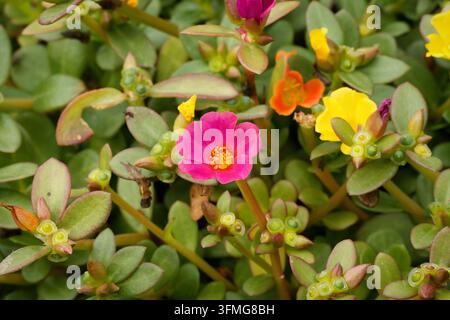 Helle rosa, gelbe und orangefarbene Moosrose-Portulaka-Blüten, die zwischen fleischigen grünen Sukkulentenblättern in einem Sommergarten blühen. Stockfoto