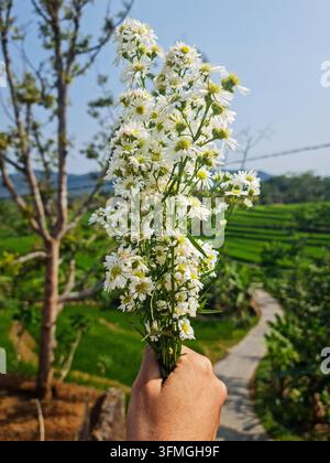 Eine Nahaufnahme einer Hand, die sanft einen frischen Strauß winziger weißer Blumen hält, mit einer wunderschönen natürlichen Landschaft aus üppigen grünen Reisfeldern und einem Bri Stockfoto