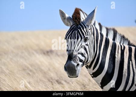 Nahaufnahme-Porträt eines Steppenzebras (Equus quagga) in der trockenen Savanne des Etosha-Nationalparks, Namibia Stockfoto