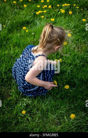 Mädchen sammelt gelben Dandelionen auf einem Rasen Stockfoto