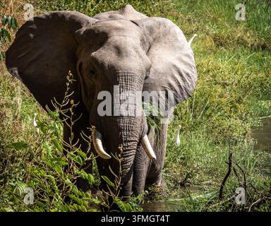 Ein einzelner erwachsener afrikanischer Elefant, Loxodonta africana, watet am Ufer des Wassers in Mana Pools, Simbabwe. Stockfoto