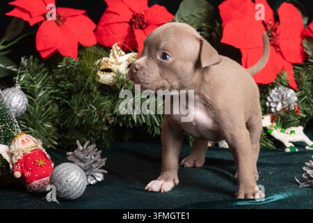 Welpe, American Bully, Weihnachten, Neujahr. Brauner Welpe steht neben einem geschmückten immergrünen Baum, umgeben von roten Weihnachtssternen, silbernen Ornamenten, Feige Stockfoto