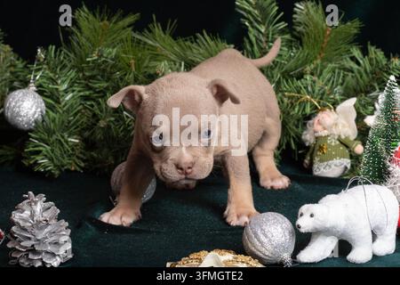 Welpe, American Bully, Weihnachten, Neujahr. Brauner Welpe sitzt zwischen immergrünen Zweigen, silbernen Ornamenten, Schneemann und Winterdekorationen im Festtagsstimmung Stockfoto
