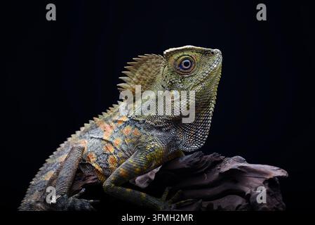 Große Winkelkopfechse (Gonocephalus) Nahaufnahme im Profil vor schwarzem Hintergrund Stockfoto