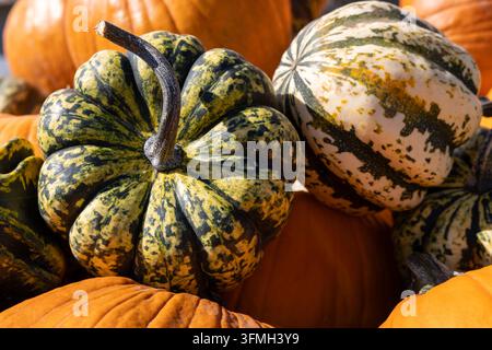 Charakteristischer gestreifter grüner und gelber Zierkürbis, der auf einem Haufen Herbstkürbisse ruht, Kopierplatz. Stockfoto
