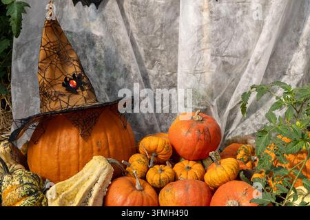 Halloween-Hexenhut, der auf einem großen orangefarbenen Kürbis ruht, umgeben von kleinen Kürbissen, Herbsternteauslage, Herbstsaisondekoration, Thanksgiving-Feier Stockfoto