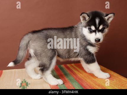 Huský-Welpe mit unterschiedlichen Augen. Der Hund ist Nahaufnahme auf einem braunen Hintergrund. Stockfoto