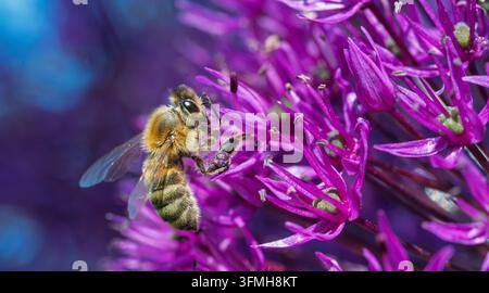 Ein Nahaufnahme-Makrobild einer Honigbiene, die in einem sonnigen Sommergarten auf einem leuchtend violetten Zierlauch nach Nektar sucht, wobei feine Details der Biene, Pollen auf Stockfoto