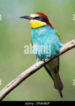 Europäischer Bienenfresser, Merops apiaster. Wunderschönes Nahaufnahme des Vogels im Morgenlicht Stockfoto